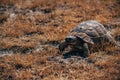 Mediterranean Turtle on Dry Grass in Summer at Turkey