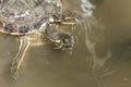 Mediterranean turtle swimming on a water pond