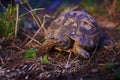 Mediterranean turtle in wild nature