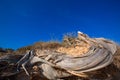 Mediterranean twisted dried juniper trunk in Formentera Royalty Free Stock Photo