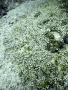 Mediterranean Umbrella Algae (acetabularia mediterranea