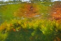 Mediterranean underwater algaes reflection Royalty Free Stock Photo