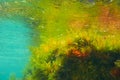 Mediterranean underwater algaes reflection Royalty Free Stock Photo