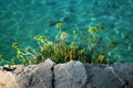 Mediterranean vegetation over the beautiful Adriatic sea