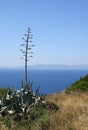 Mediterranean view with agave Royalty Free Stock Photo