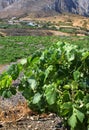 Mediterranean vineyard