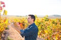 Mediterranean vineyard farmer checking grape leaves