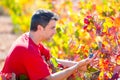 Mediterranean vineyard farmer checking grape leaves