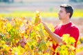 Mediterranean vineyard farmer checking grape leaves