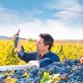 Mediterranean vineyard farmer harvest cabernet sauvignon Royalty Free Stock Photo