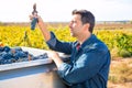 Mediterranean vineyard farmer harvest cabernet sauvignon Royalty Free Stock Photo