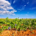 Mediterranean vineyards in Utiel Requena at Spain Royalty Free Stock Photo