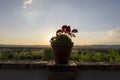 Mediterranean vineyardview with geranium pot on a terras wall