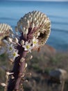 Mediterranean weird flower