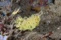 Mediterranean yellow sponge