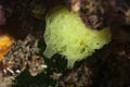 Mediterranean Yellow Sponge Underwater