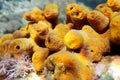 Mediterranean Yellow tube sea sponge - Aplysina aerophoba