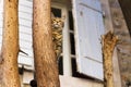 Mediterranian cat hunting from the tree. Royalty Free Stock Photo