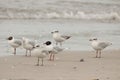 Mediterranian Gulls & x28;Larus melanocephalus& x29;