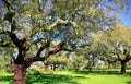 Mediterranic forest. Royalty Free Stock Photo