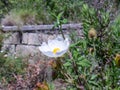 Mediterrean flower in italy Helianthemum apenninum