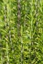 Mediterrenean Salvia rosmarinus commonly known as rosemary. Spicy flavoring for meal Royalty Free Stock Photo