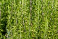 Mediterrenean Salvia rosmarinus commonly known as rosemary. Spicy flavoring for meal Royalty Free Stock Photo