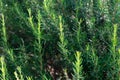 Mediterrenean Salvia rosmarinus commonly known as rosemary. Spicy flavoring for meal. Royalty Free Stock Photo