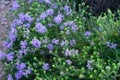 Mediterrenean thyme also known as thymbra capitata. Spicy flavoring for meal