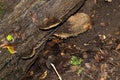 Medium Brown Mushroom Growing On a Fallen Tree
