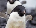 Medium close up of adelie penguin with blue tinted eye