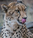 Medium close up of cheetah licking lips Royalty Free Stock Photo