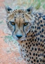 Medium close up of cheetah