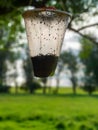 Medium close up of flies trapped in a hanging plastic container.