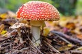 Medium close-up shot of a Fly agaric mushroom Royalty Free Stock Photo