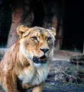 Medium close up Shot of a Lioness with large teeth in a natural habitat with bright eyes Royalty Free Stock Photo