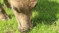 Medium CU of Young Waterbuffalo Chomping Grass in Asia