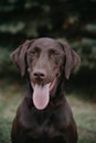 Medium Dog Portrait Black Lab Royalty Free Stock Photo