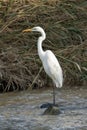 A Medium Egret Fishing in a Shallow Stream Royalty Free Stock Photo