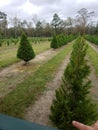 Medium growing Christmas trees