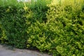 Medium-growing shrub, growing to a height of 2 m and approximately the same width. At first glance, this shrub will captivate you