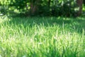 Medium height green grass lit with rays of sun with blurred blades of grass in front and back. Forest meadow for wild