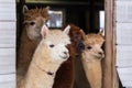 Medium horizontal of four cute cream or brown alpacas standing peeking curiously