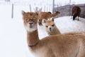 Medium horizontal shot of funny tan alpaca with heavy mullet