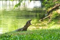 A medium-large and beautiful monitor lizard, with mouth wide open, enjoying the banks of a lake in a lush Thai garden park. Royalty Free Stock Photo