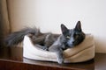 Relaxed nebelung cat lying in the cradle and looking at you.