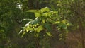 Dwarfed teak plant in a forest, Taungoo, Myanmar