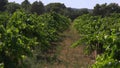 Vineyard with Grassy Path, Codorniu Winery, Spain