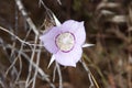 Sagebrush Mariposa Lily (Calochortus macrocarpus var. macrocarpus) in Eastern Washington