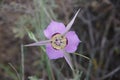 Sagebrush Mariposa Lily (Calochortus macrocarpus var. macrocarpus) in Eastern Washington